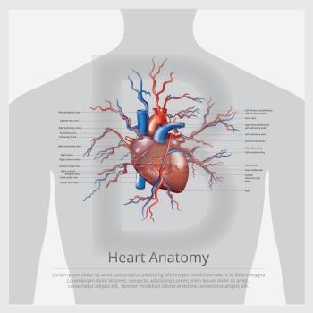 Heart Anatomy Vector Illustration