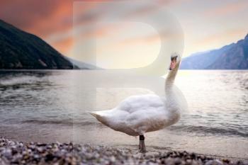 white swan at sunset on the pebble beach. in Italy on Lake Garda with mountains in the background. in the city of torbole italy.