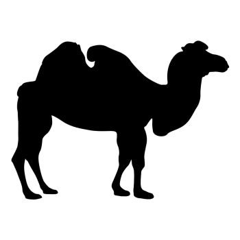 Silhouette of the camel on a white background.. Silhouette of the camel on a white background