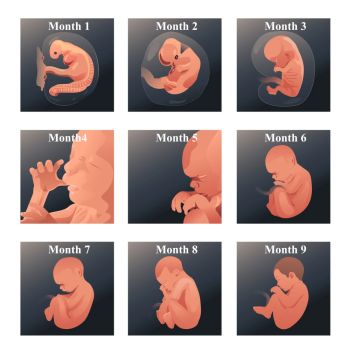 A vector illustration of baby in womb series