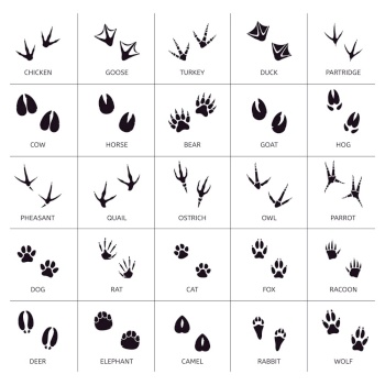 Animals foot marks. Animal footprint, animals paw silhouettes, bear, cat, wolf and rabbit footprint steps vector illustration set. Print animal track, footprint goose and turkey, partridge and cow. Animals foot marks. Animal footprint, animals paw silhouettes, bear, cat, wolf and rabbit footprint steps vector illustration set