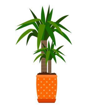 Yucca houseplant in flower pot, vector icon on white background. Yucca houseplant in flower pot
