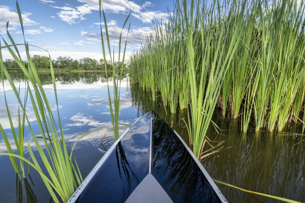 stand up paddleboard running through green reed on a lake