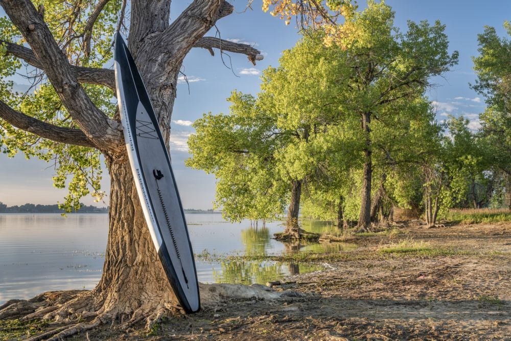 stand up paddleboard  against cottonwood tree on a lake shore at sunrise - Boyd Lake State Park in northern Colorado