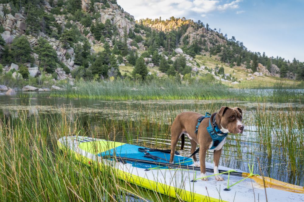 Pit bull terrier dog on an inflatable stand up paddleboard, summer scenery on a calm lake in Colorado Rocky Mountains, travel and vacation concept