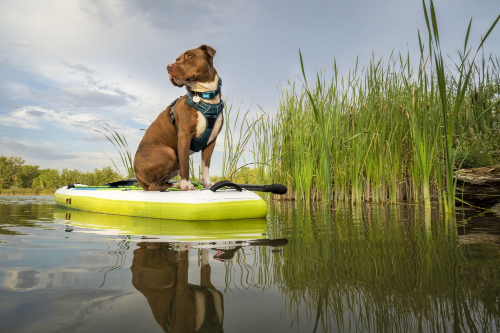 Pit bull terrier dog on an inflatable stand up paddleboard, summer scenery with green reeds, travel and vacation concept