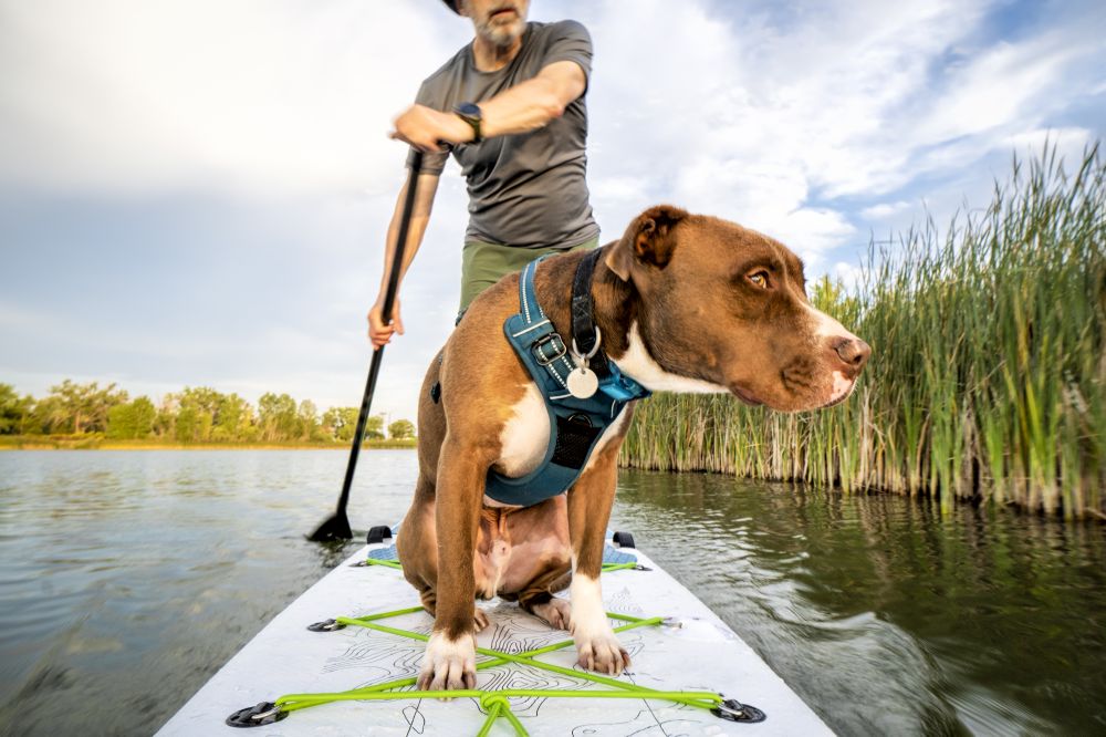 paddling inflatable stand up paddleboard with a pitbull dog on lake in Colorado, summer scenery