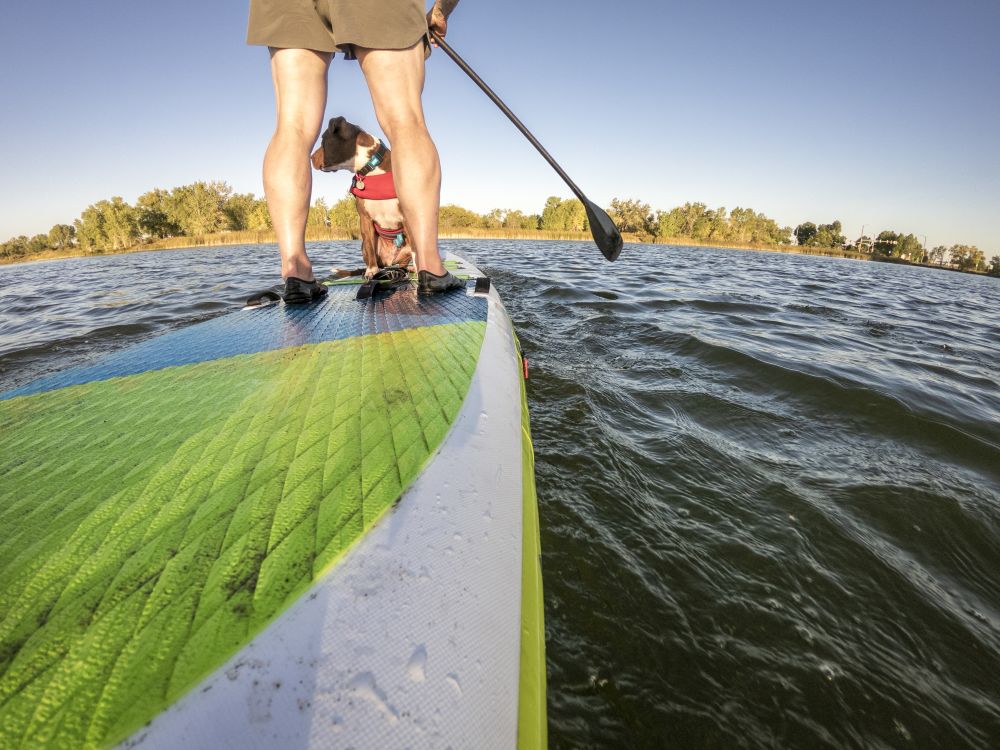 paddling inflatable stand up paddleboard with a pitbull dog on lake in Colorado, POV from an action camera
