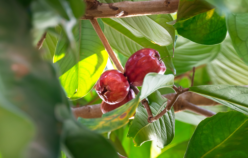 Malay rose apple which is the tropical fruit. The scientific name is Syzygium malaccense. malay rose apple