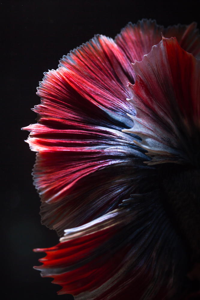 Close up texture of tail fighting fish or betta