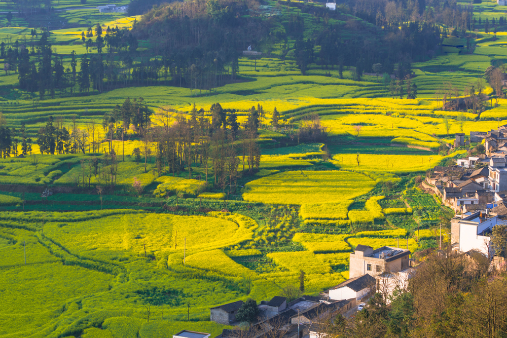 Small villages with Rapeseed flowers at Snail farm Luositian Field in Luoping County, China