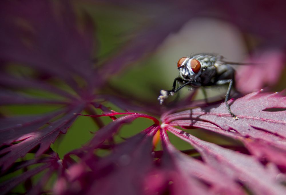 macro of fly with facet eyes in the garden