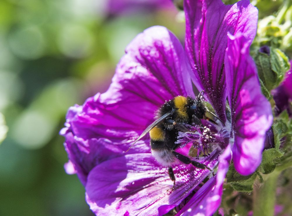 bumblebee seeks honey in a purple flower in the garden