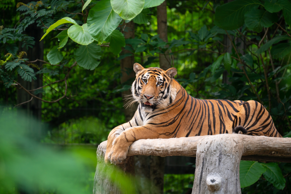 bengal tiger lying  down among green tree