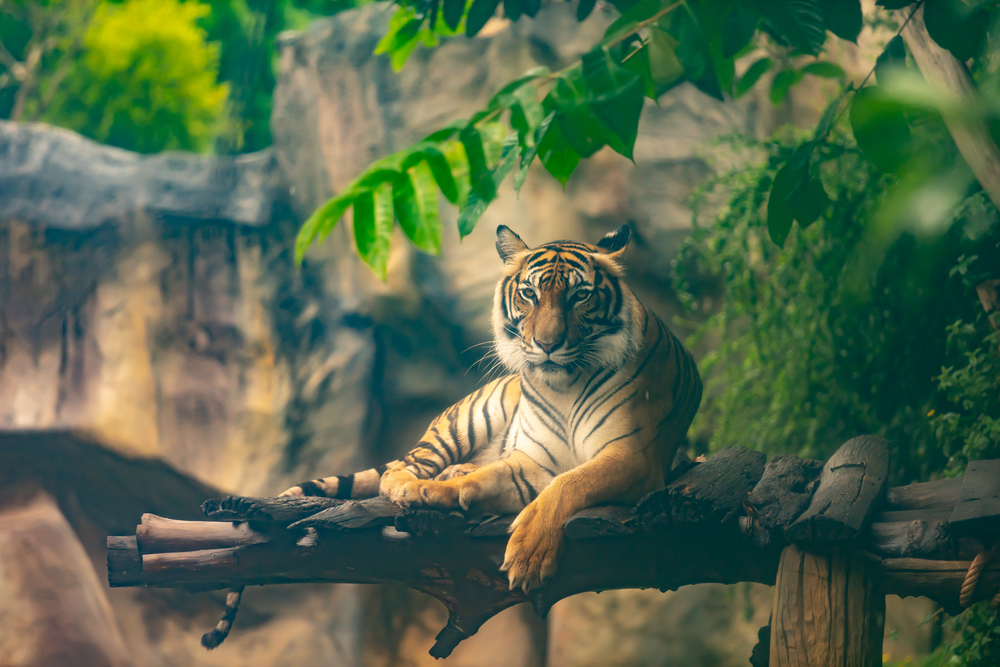 bengal tiger resting in the forest