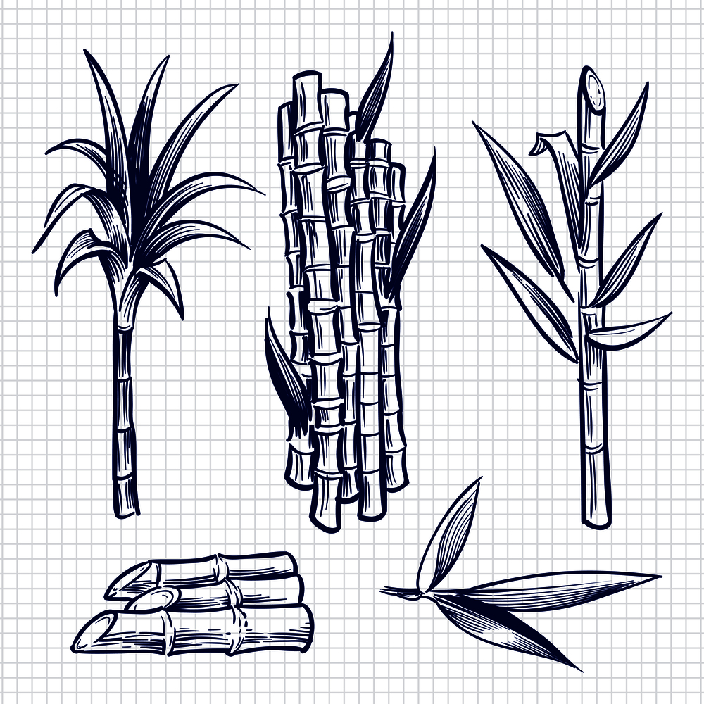 Hand drawn sugar cane set vector illustration. Cane plant, sugar ingredient stem, sugarcane harvest stalk. Hand drawn sugar cane set vector illustration