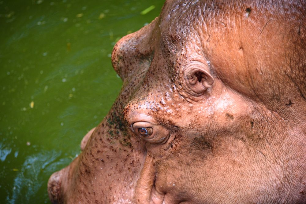 The head of the adult hippopotamus