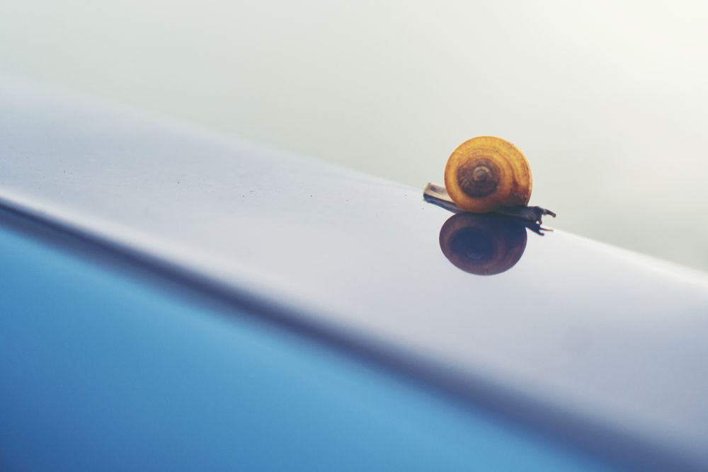 The snail is moving slowly.