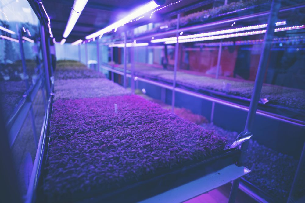 Plant seedlings in the closed system laboratory