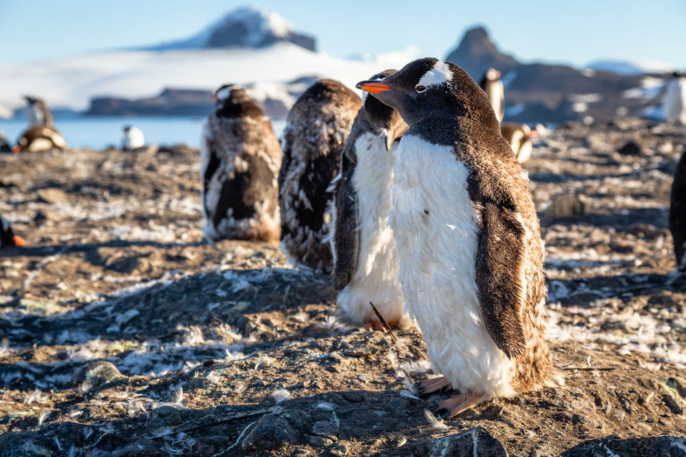 Fat gentoo penguin chick enjoing the sun with his flock at the Barrientos Island, Antarctic