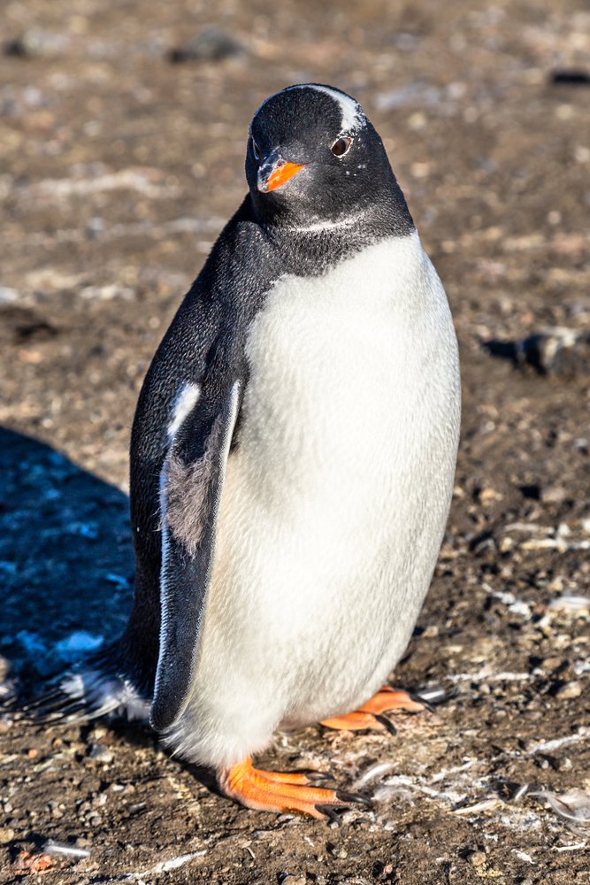 Fat lonely gentoo penguin chick enjoing the sun light at the Barrientos Island, Antarctic