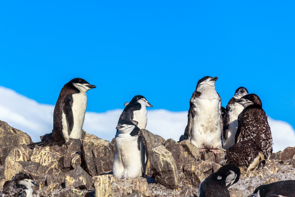 Large flock of chinstrap penguins standing on the rocks with snow mountain in the background, Half Moon island, Antarctic peninsula
