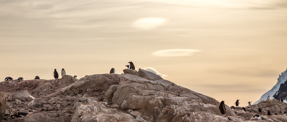Flock of gentoo penguins hiding in the rocks on the sunset at Neco bay, Antarctic peninsula