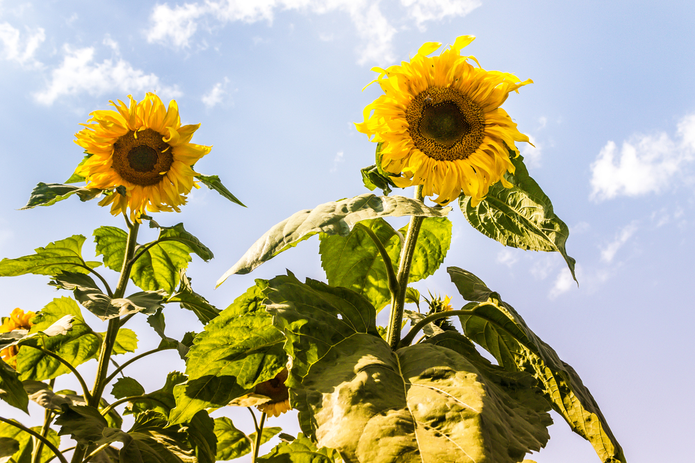 Sunflower flowers grow in garden against blue sky