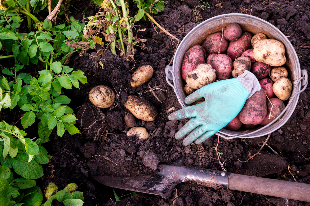 Potato harvest, potato shovel dug out of the ground.
