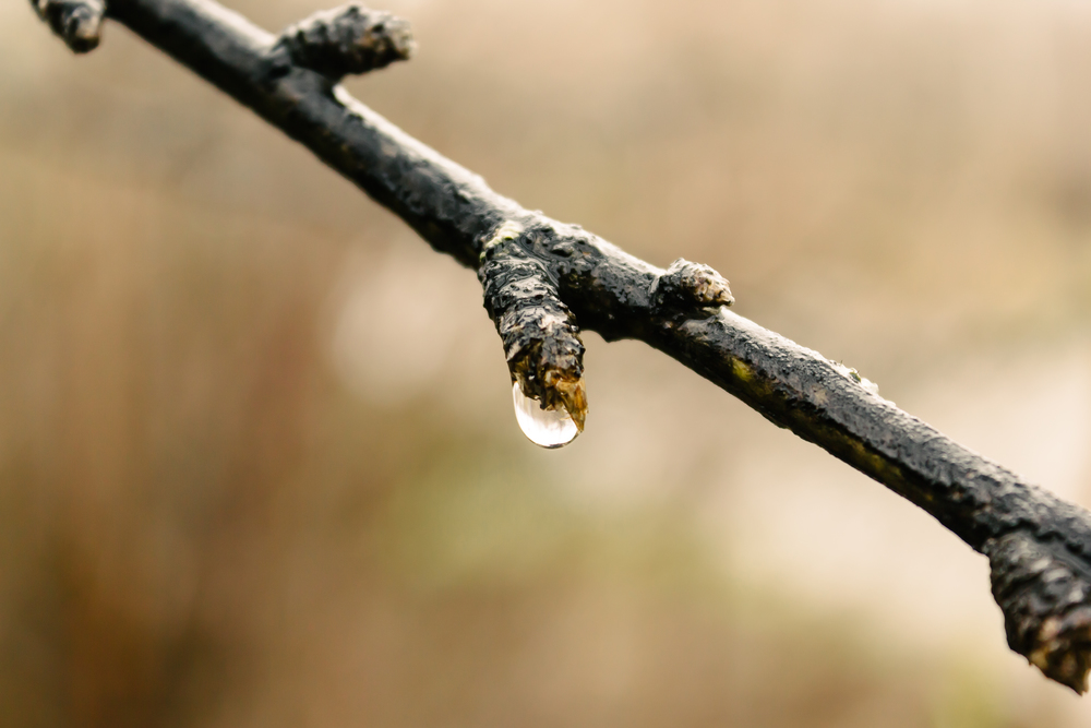 Branch of tree with bud and drop of rain. Spring weather, awakening of nature