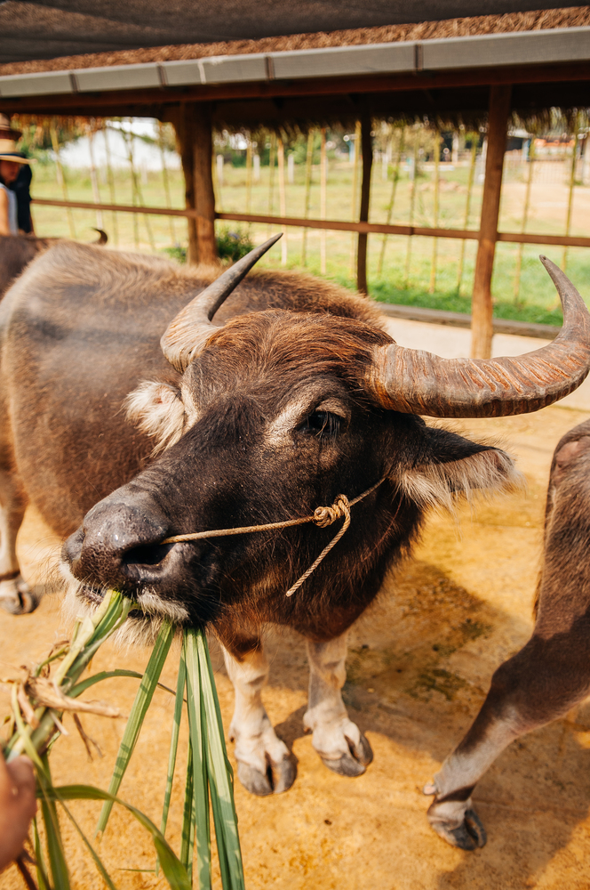 Feeding grass to beautiful black Asian water buffalo in local dairy farm in Southeast Asia, Laos or Thailand