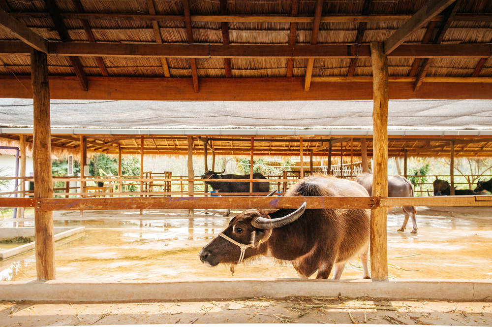 Beautiful medium size black Asian water buffalo in local dairy farm in Southeast Asia, Laos or Thailand
