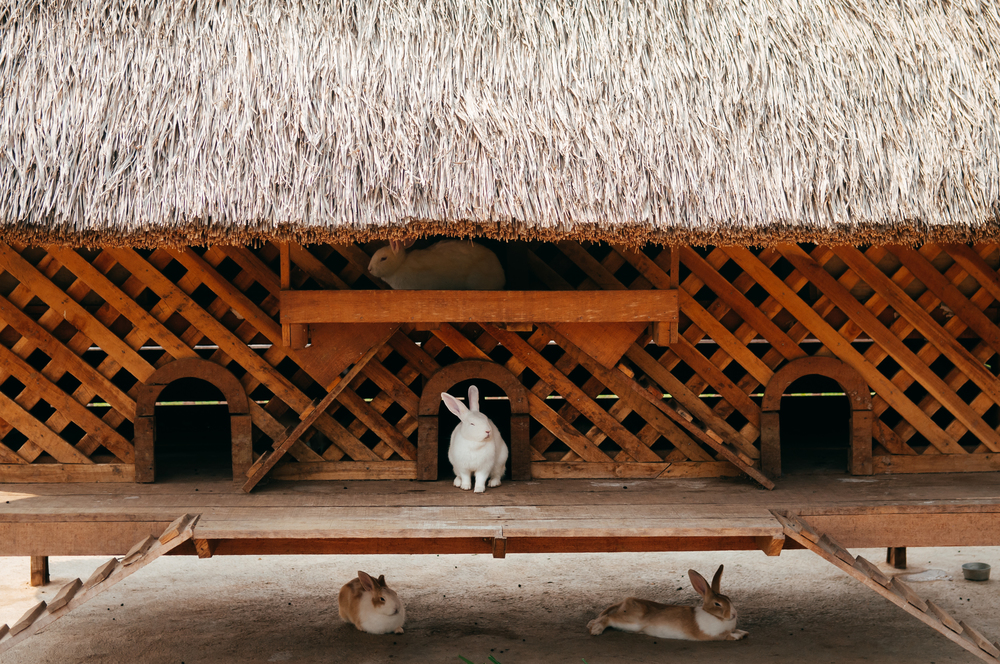 Little cute white rabbits in wooden cage with thatched roof in local animal farm