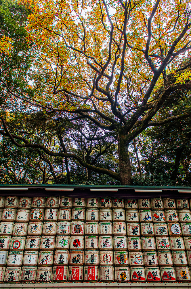 DEC 5, 2019 Tokyo, Japan - Sake Barrels wall or Kazaridaru of Meiji Jingu Shrine under big tree. Use as a gift to Shinto god from business company.