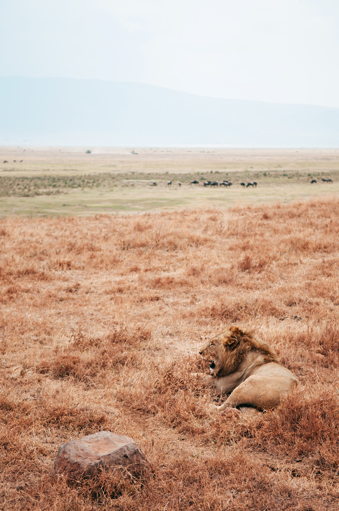 Beautiful adult Male lion lie on golden grass field in Ngorongoro consevation area, Serengeti Savanna forest in Tanzania - African safari wildlife watching trip