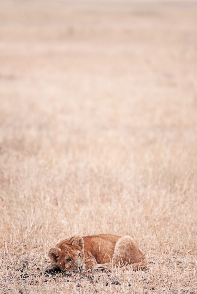 Young Lions lie peacefully in golden grass field of Serebgeti savanna forest - Tanzania African wildlife animal