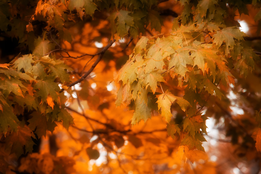 Close up of fall tree branches, natural autumn background.