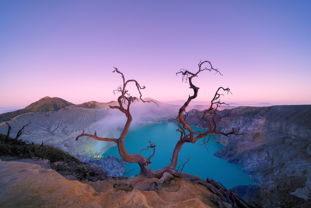 Deadwood leafless tree at Kawah Ijen volcano with turquoise sulfur water lake at sunrise. Panoramic view at East Java, Indonesia. Natural landscape background.