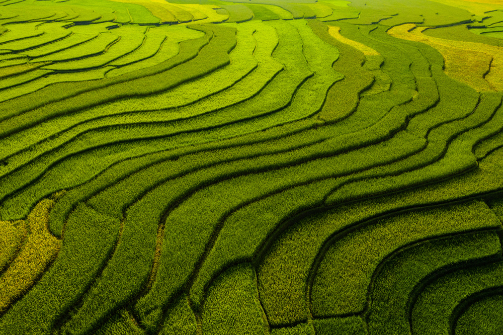 Paddy rice terraces, agricultural fields in countryside or rural area of Mu Cang Chai, Yen Bai, mountain hills valley on summer in South East Asia, Vietnam. Nature landscape background.
