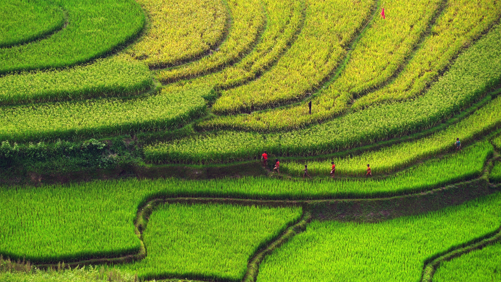 Farmers, people, walking on paddy rice terraces, green agricultural fields in countryside or rural area of Mu Cang Chai, Yen Bai, mountain hills valley in Asia, Vietnam. Nature landscape background.