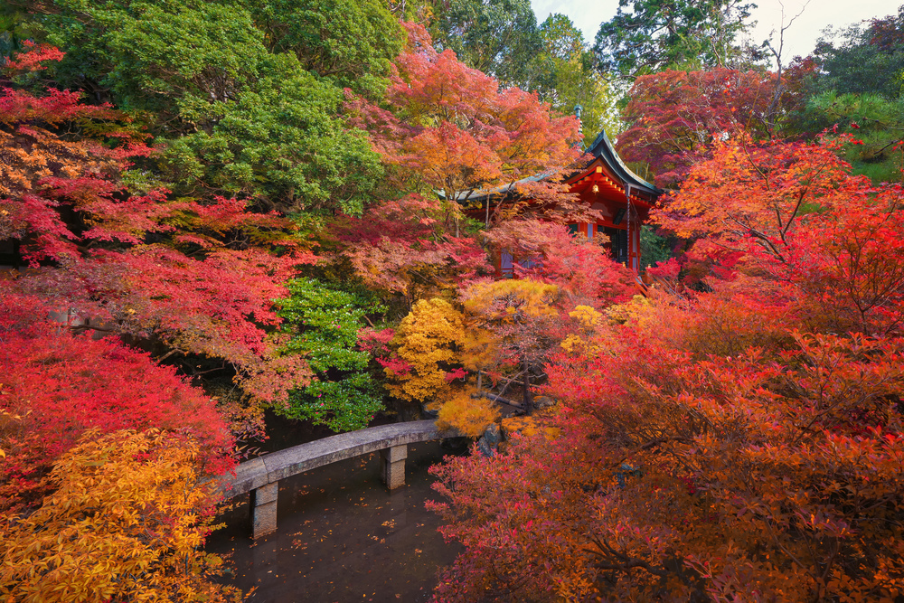 Bishamondo Temple with red maple leaves or fall foliage in autumn season. Colorful trees, Kyoto, Japan. Nature landscape background.
