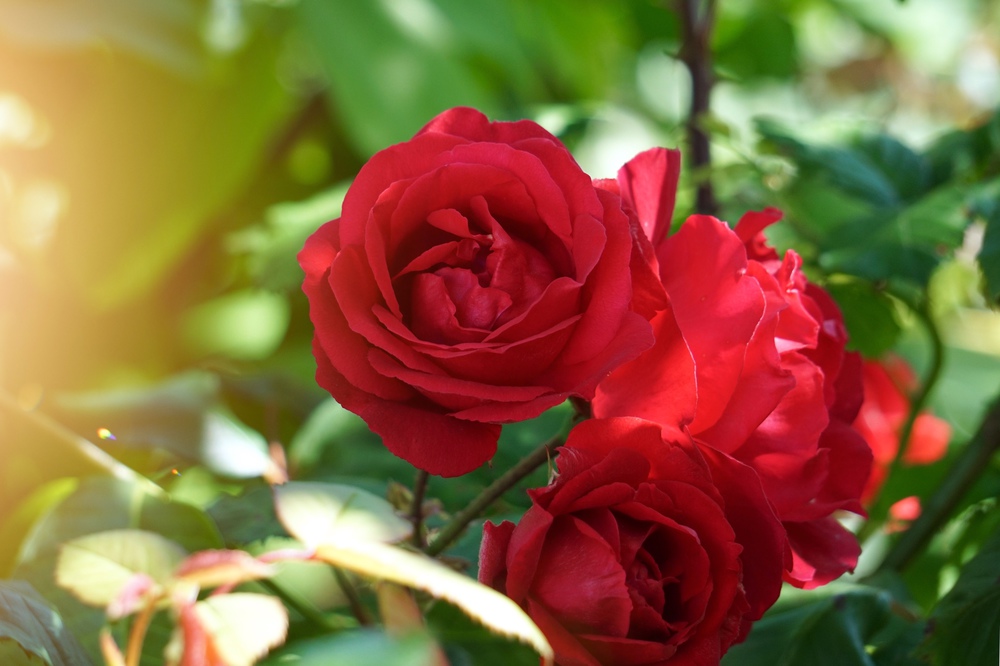 red rose flower plant in the garden in summer, red flowers in the nature