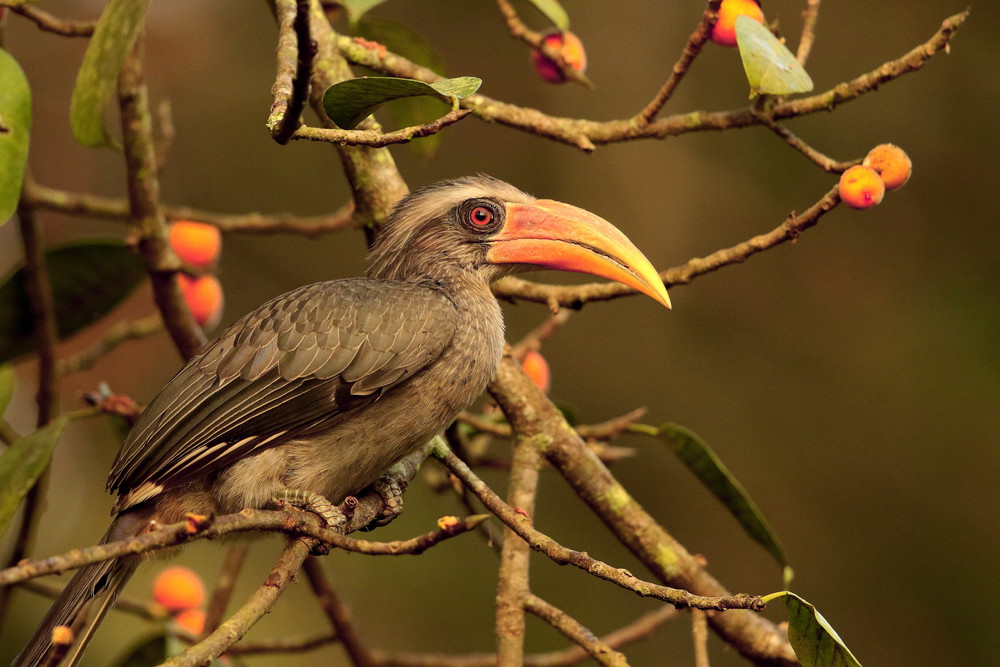 Malabar grey hornbill, Ocyceros griseus, male, Thettekad, Kerala, India.. Malabar grey hornbill, Ocyceros griseus, male, Thettekad, Kerala, India