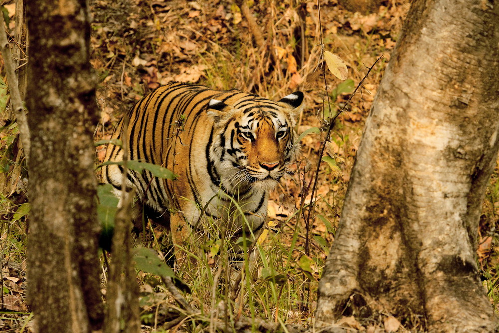 Tigress, Panthera Tigris, Pench National Park, Maharashtra, India.. Tigress, Panthera Tigris, Pench National Park, Maharashtra, India