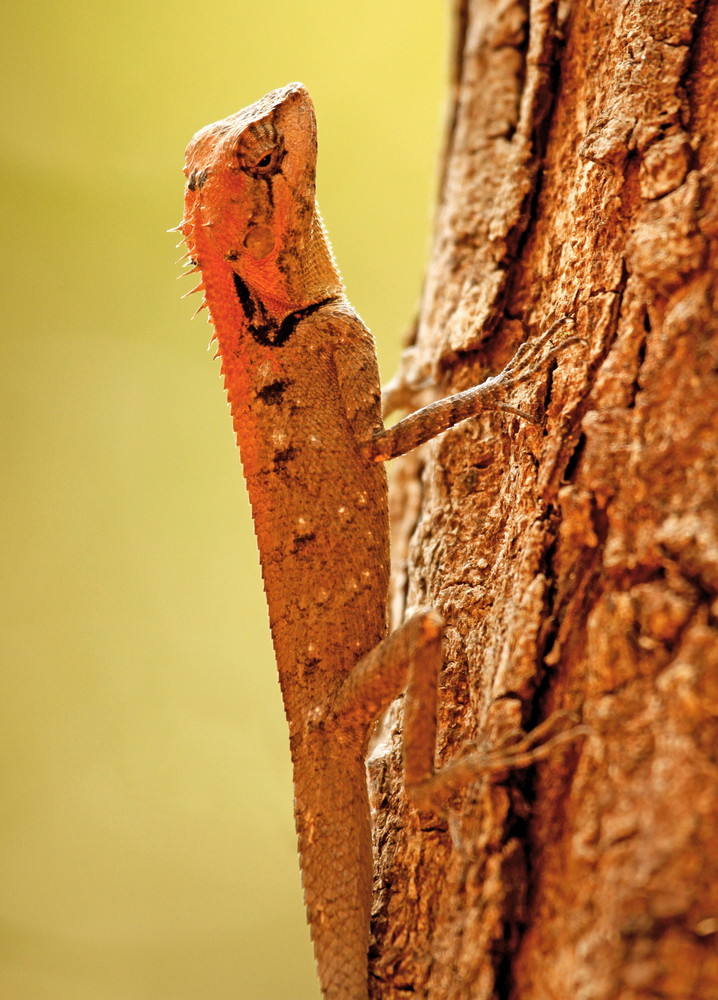 Roux forest lizard, Calotes rouxi, Ganeshgudi, Karnataka,India.. Roux forest lizard, Calotes rouxi, Ganeshgudi, Karnataka,India