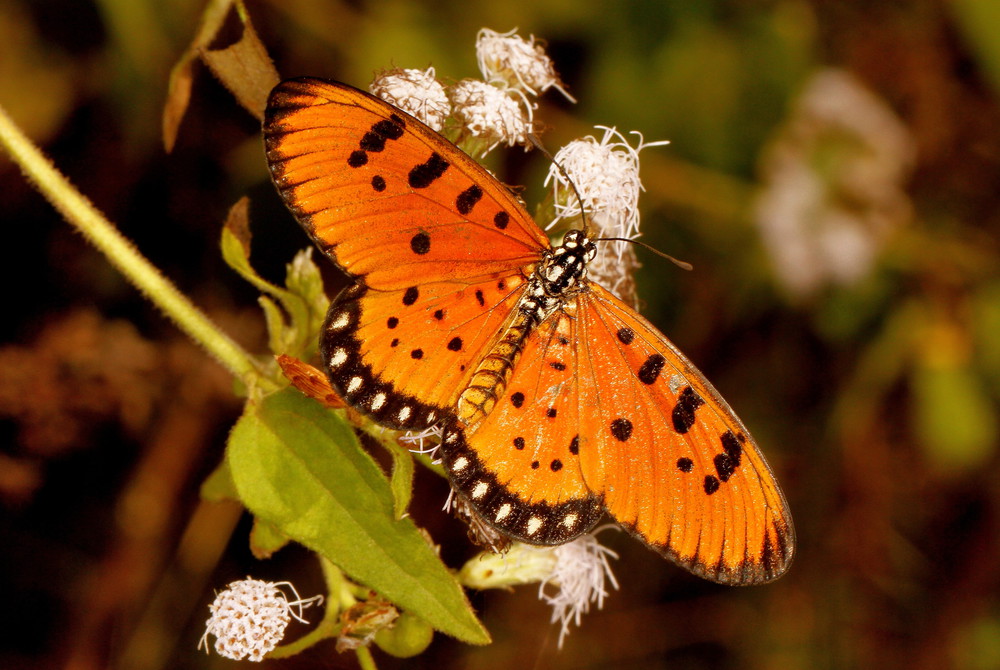 Tawny coster butterfly, Acraea terpsicore, Hesarghatta, Bangalore, Karnataka, India.. Tawny coster butterfly, Acraea terpsicore, Hesarghatta, Bangalore, Karnataka, India