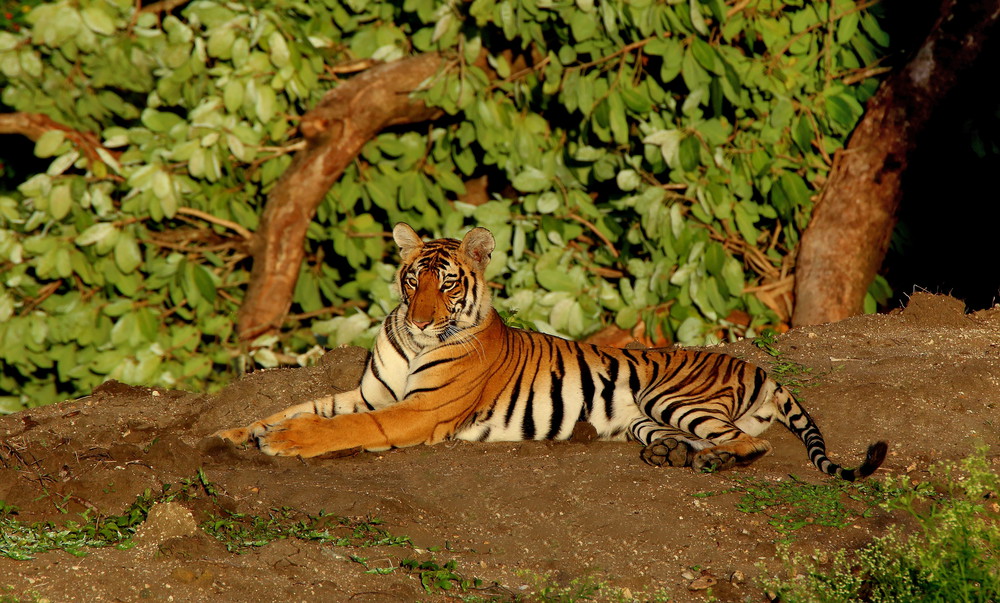 Tigress, Panthera Tigris, Bandipur National Park, Karnataka, India.. Tigress, Panthera Tigris, Bandipur National Park, Karnataka, India