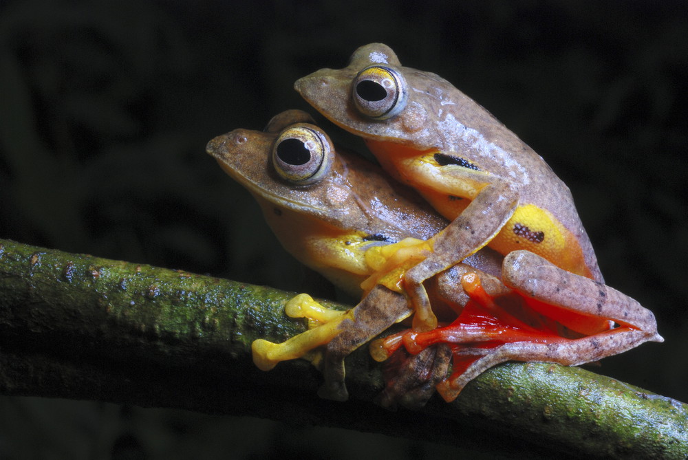 Rhacophorus cf rhodogaster-mating. A species of Gliding frog. Arunachal Pradesh. India.