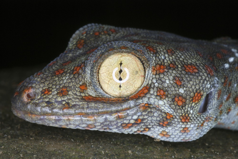 Tucktoo Gecko&rsquo;s head closeup. A large sized arboreal gecko which are seen commonly habiting the tree hollows. Assam. India