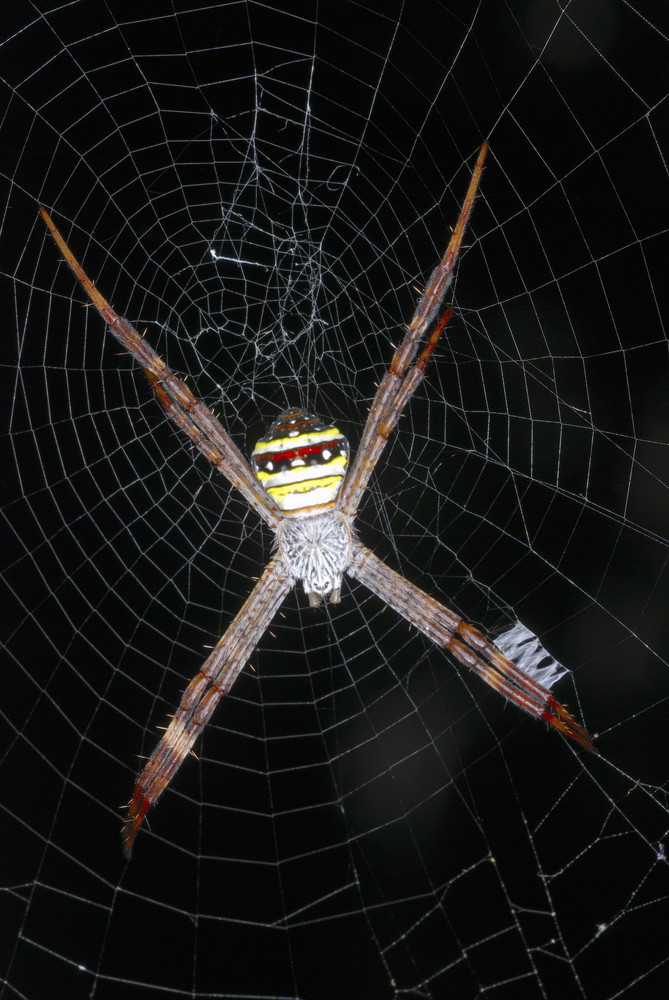 Argiope species. Signature spider. Assam. India